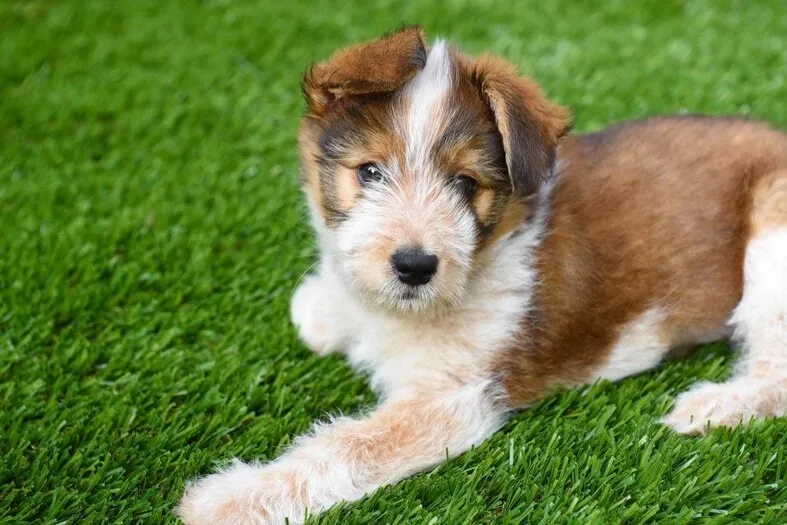 Dog relaxing on artificial grass by Gloriously Green Landscaping